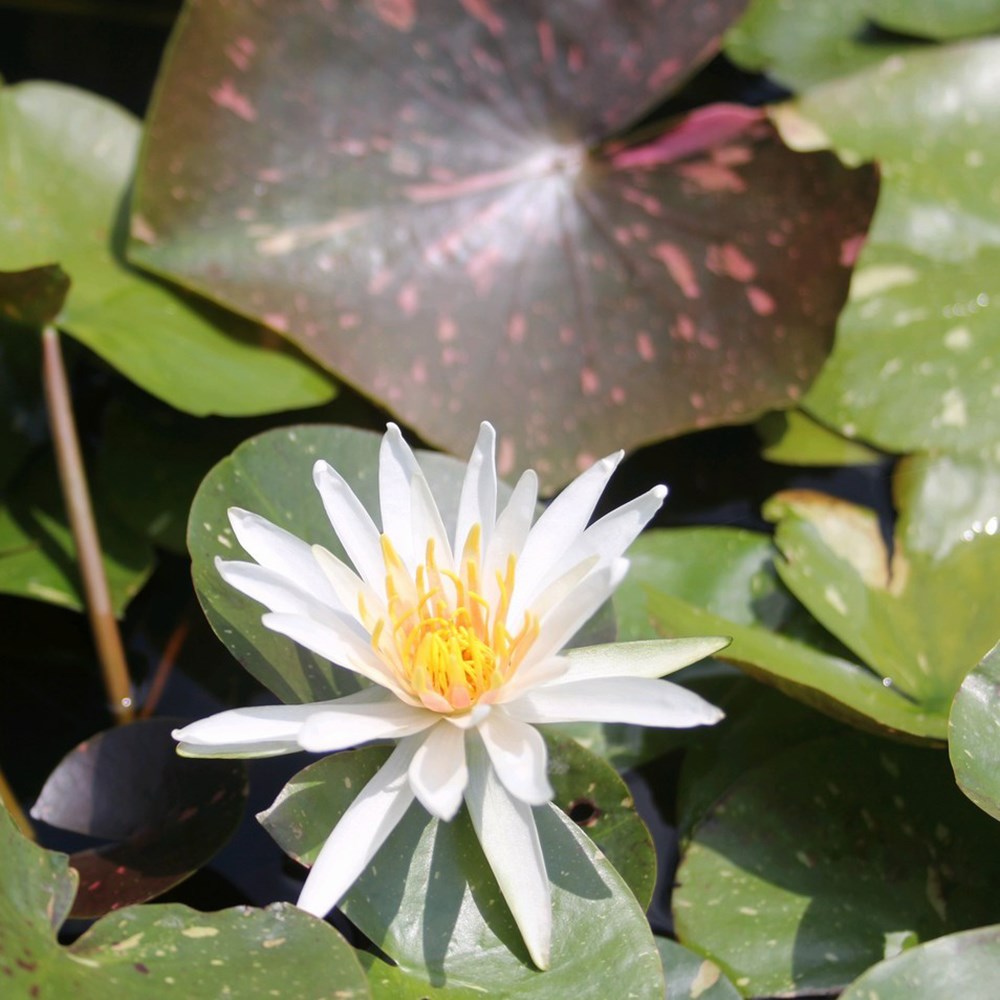 <i>Nymphaea</i> 'Arc-en-Ciel'