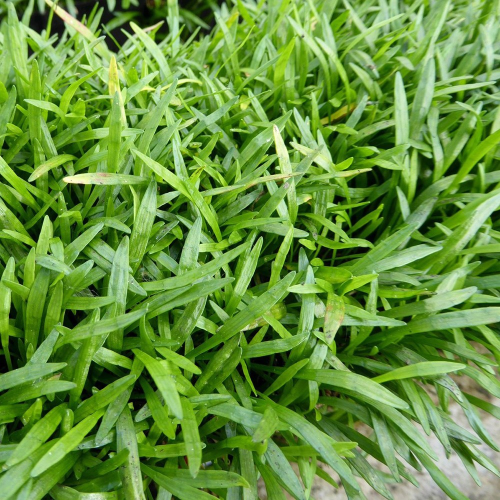 <i>Lilaeopsis brasiliensis</i> 
