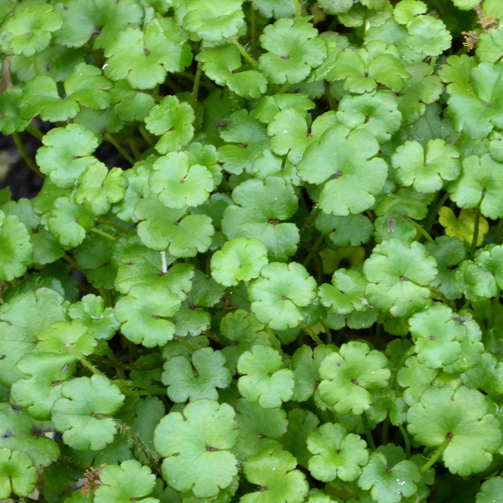 <i>Hydrocotyle novae-zeelandiae</i> 