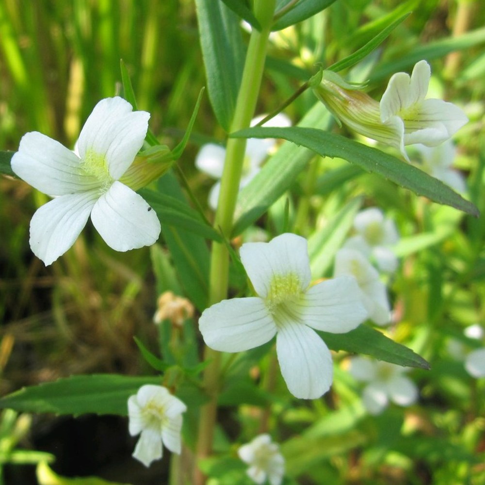 <i>Gratiola officinalis</i> 