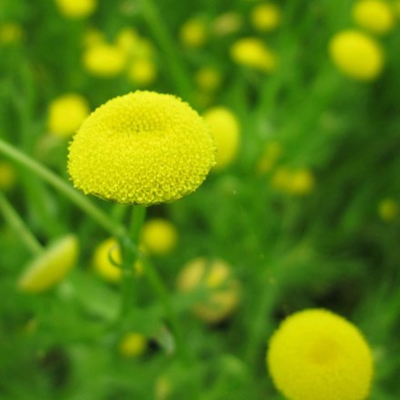Cotula coronopifolia