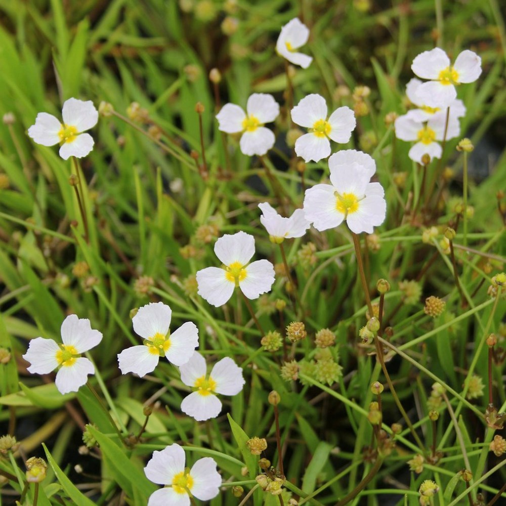 <i>Baldellia ranunculoides</i> 