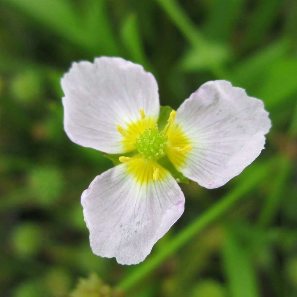 <i>Baldellia ranunculoides</i> 