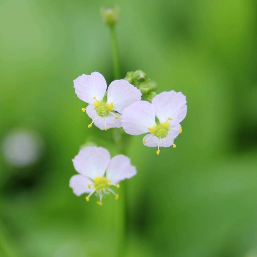 <i>Alisma plantago-aquatica</i> 