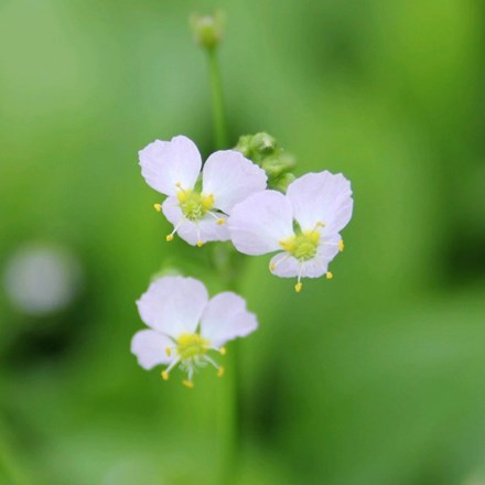 Alisma plantago-aquatica