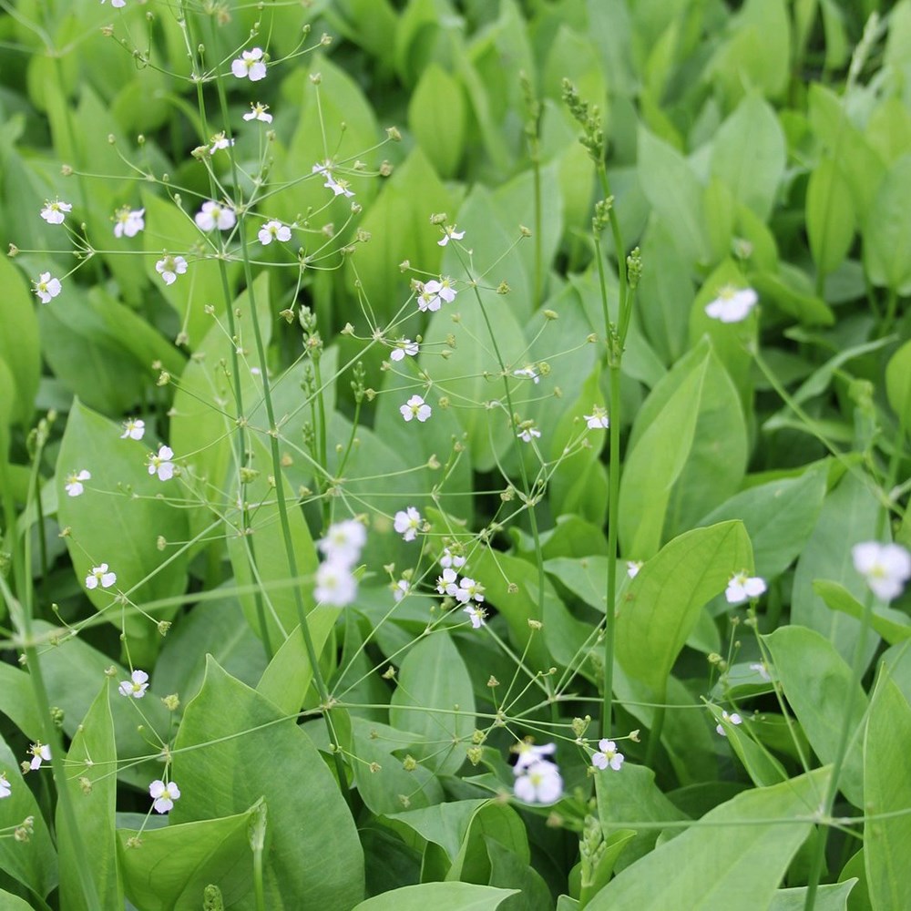 <i>Alisma plantago-aquatica</i> 