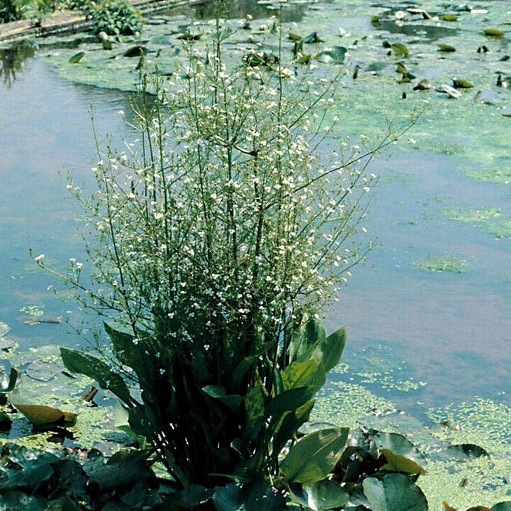 <i>Alisma plantago-aquatica</i> 