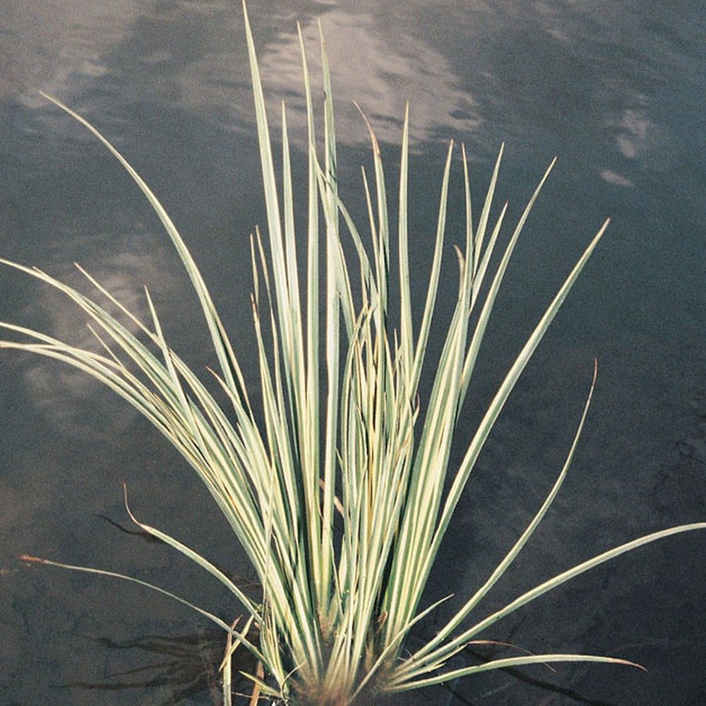 <i>Acorus gramineus</i> 'Variegatus'