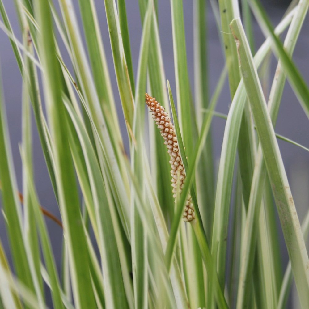 <i>Acorus gramineus</i> 'Variegatus'
