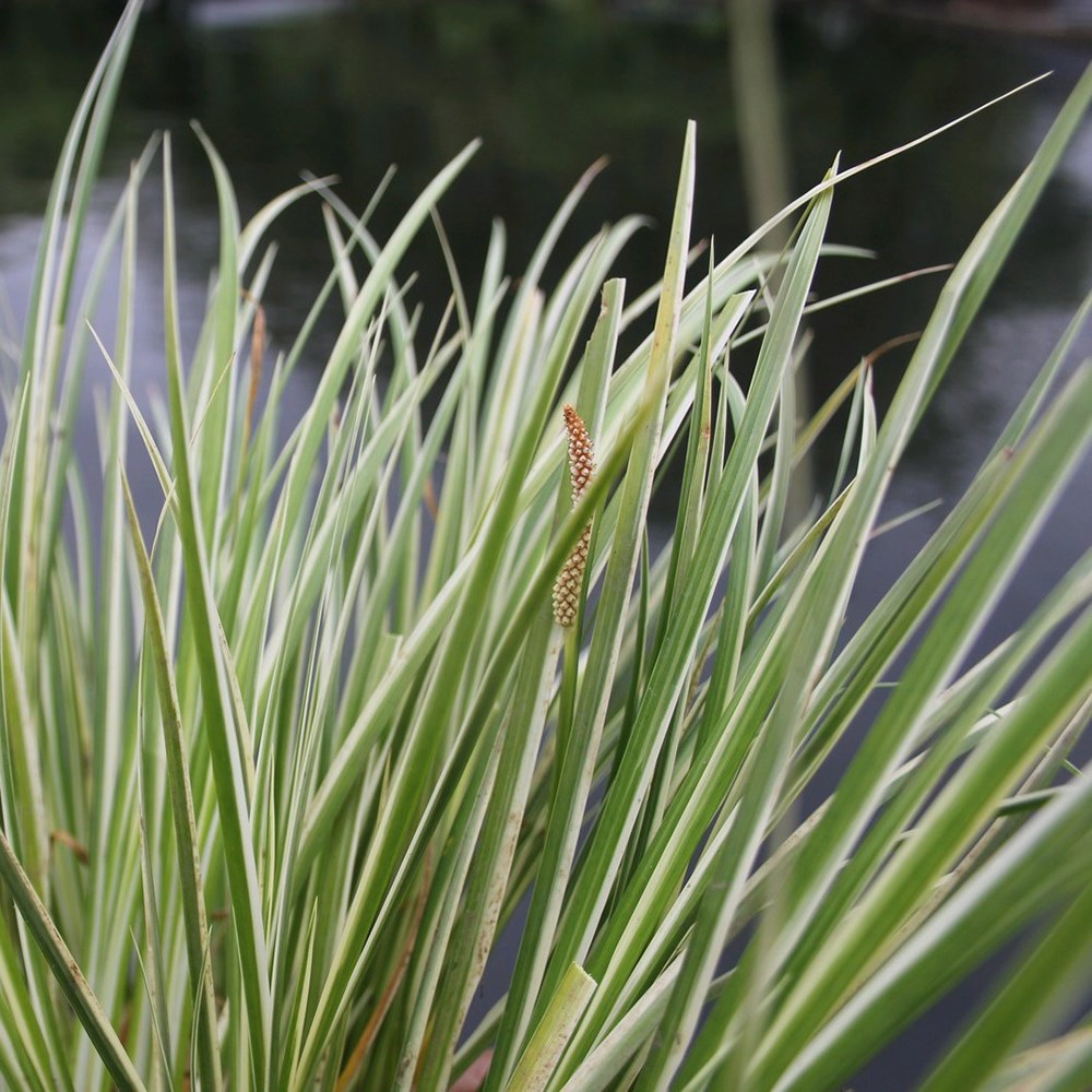 <i>Acorus gramineus</i> 'Variegatus'