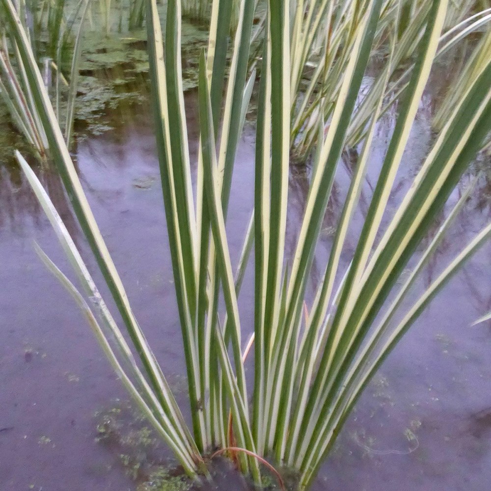 <i>Acorus calamus</i> 'Argenteostriatus'