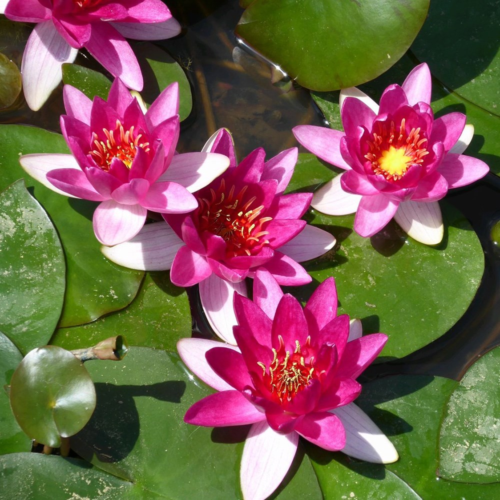 <i>Nymphaea</i> 'Xiafei'
