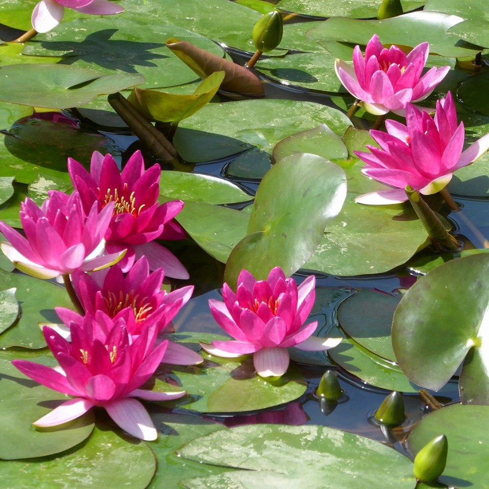 <i>Nymphaea</i> 'Xiafei'