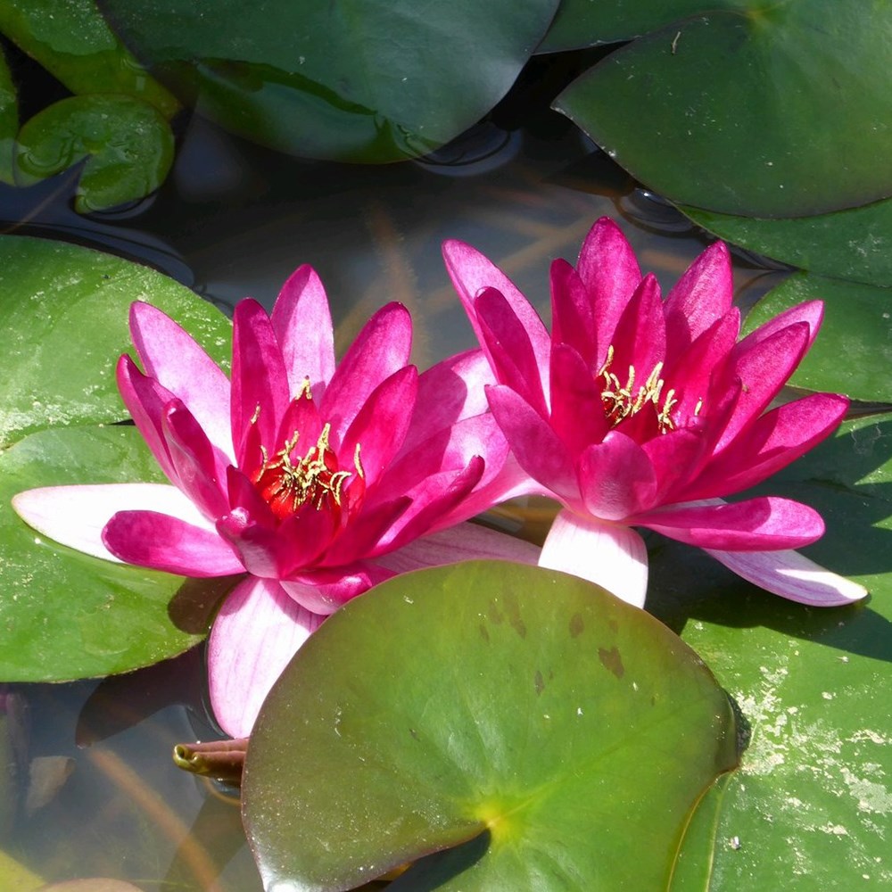 <i>Nymphaea</i> 'Xiafei'