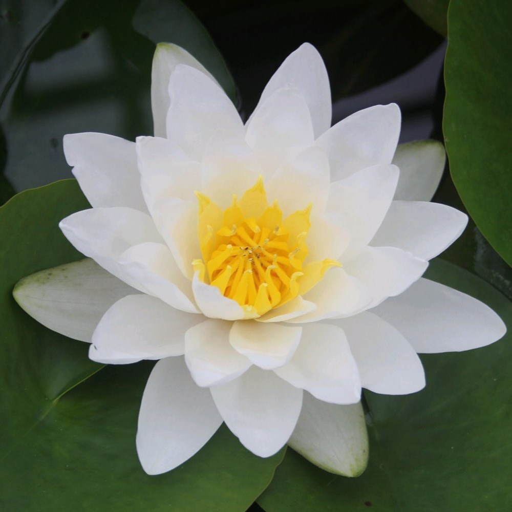 <i>Nymphaea</i> 'Virginalis'