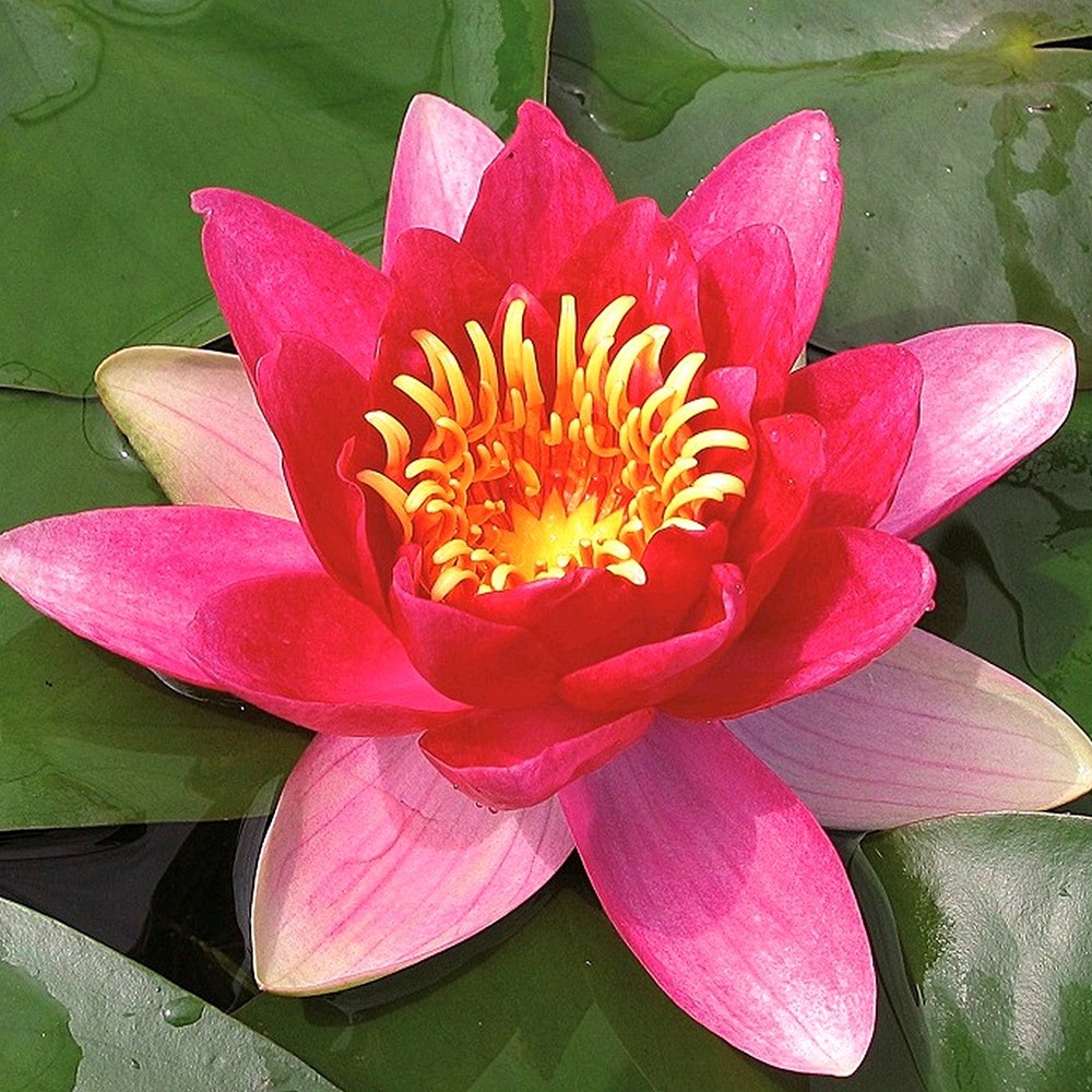 <i>Nymphaea</i> 'Vesuve'