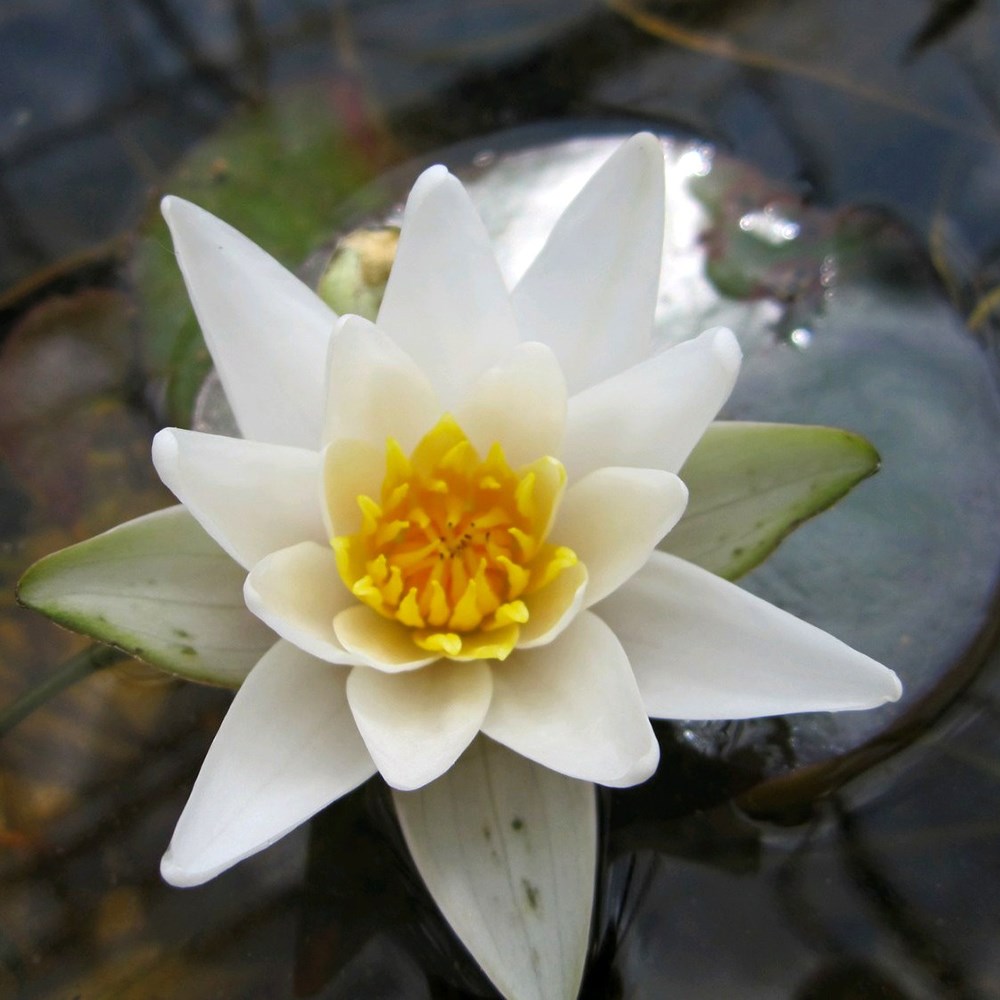 <i>Nymphaea tetragona</i> 