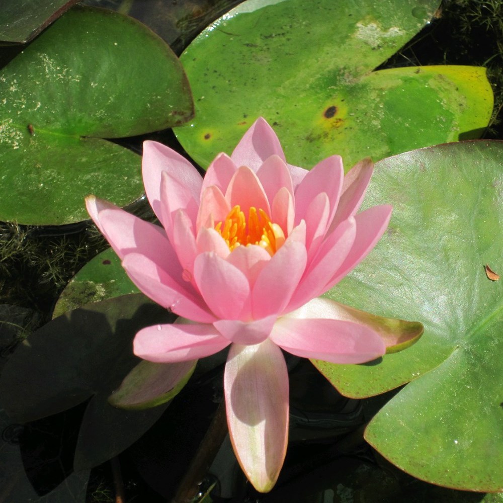 <i>Nymphaea</i> 'Fire Crest'
