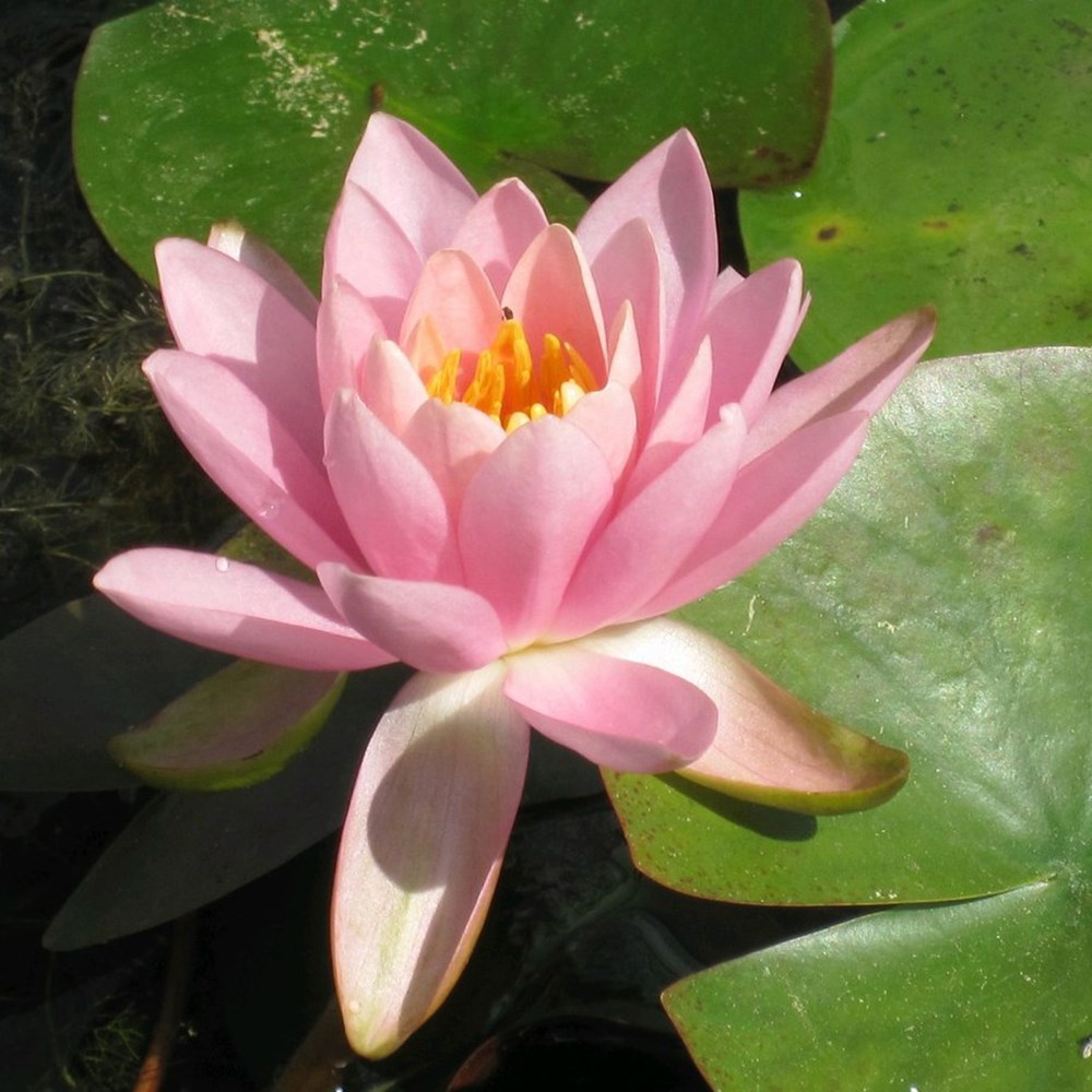 <i>Nymphaea</i> 'Fire Crest'