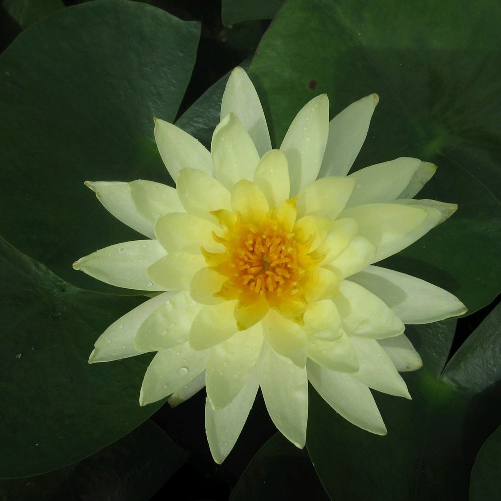 <i>Nymphaea</i> 'Lemon Mist'