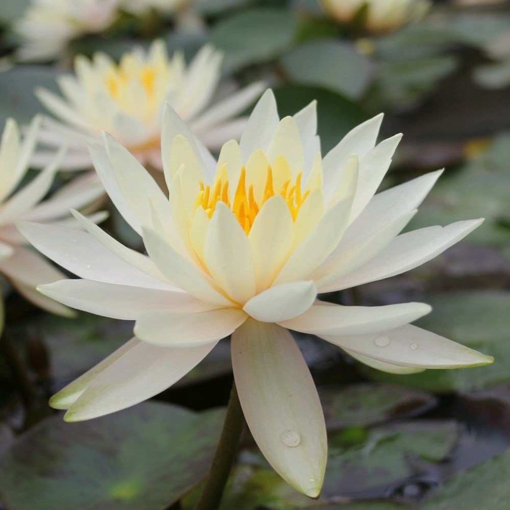 <i>Nymphaea</i> 'Inner Light'