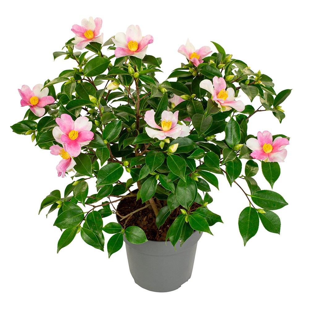 <i>Camellia sasanqua</i> 'Strawberry Swirl'