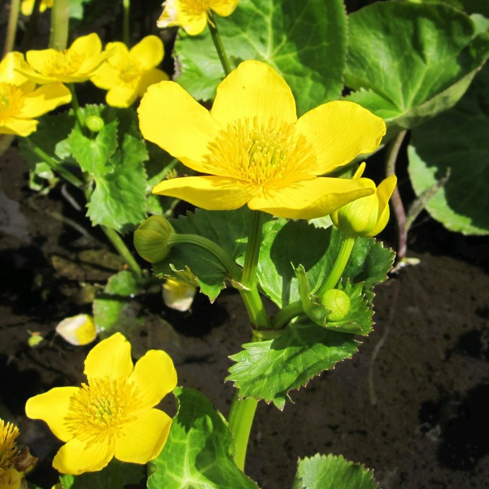 <i>Caltha polypetala</i> 