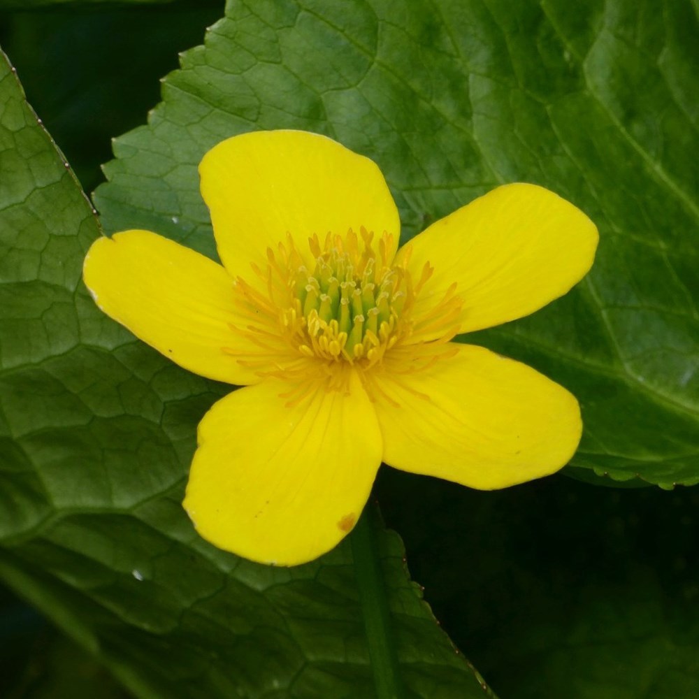 <i>Caltha polypetala</i> 