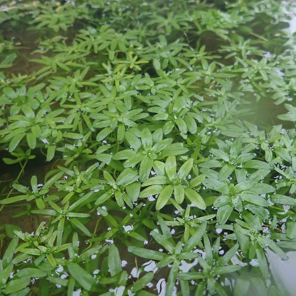 <i>Callitriche stagnalis</i> 