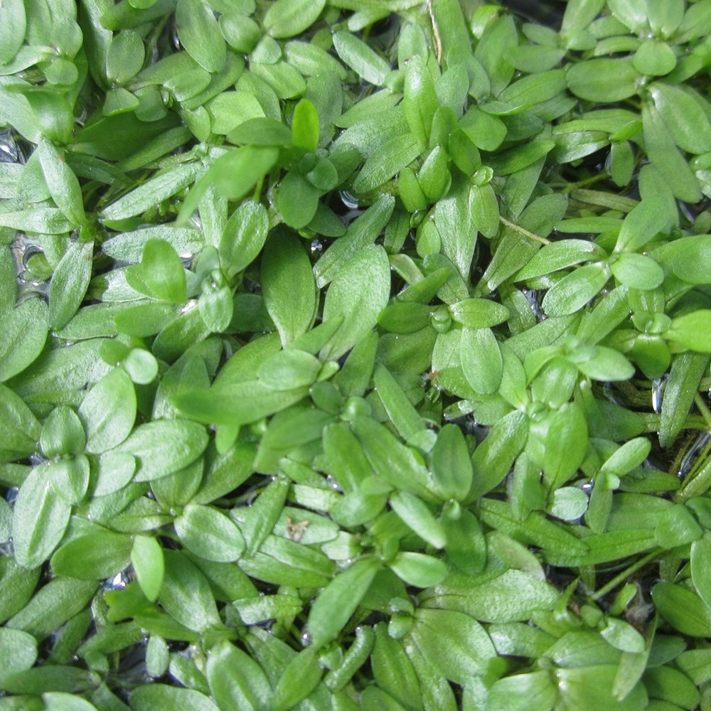 <i>Callitriche stagnalis</i> 