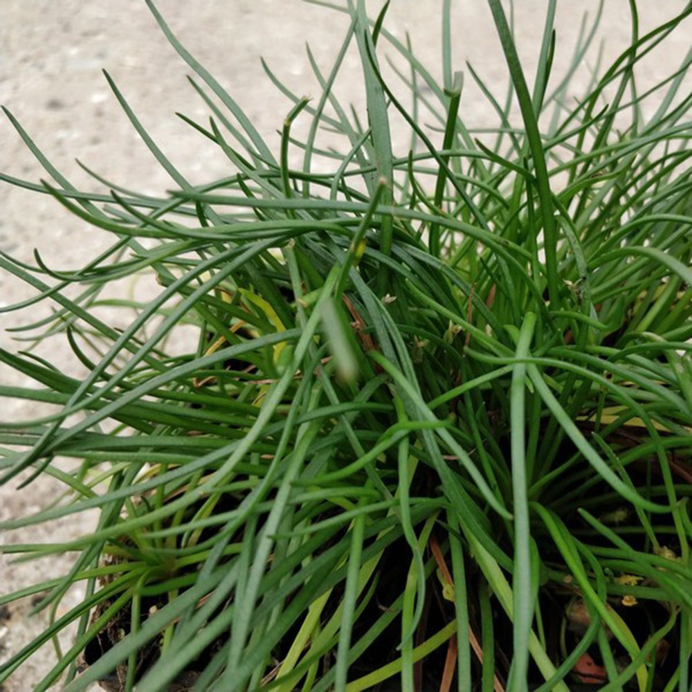 <i>Littorella uniflora</i> 