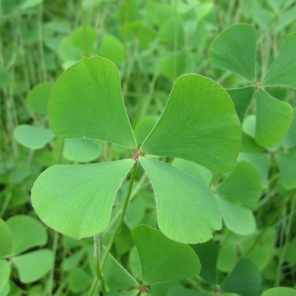 <i>Marsilea quadrifolia</i> 