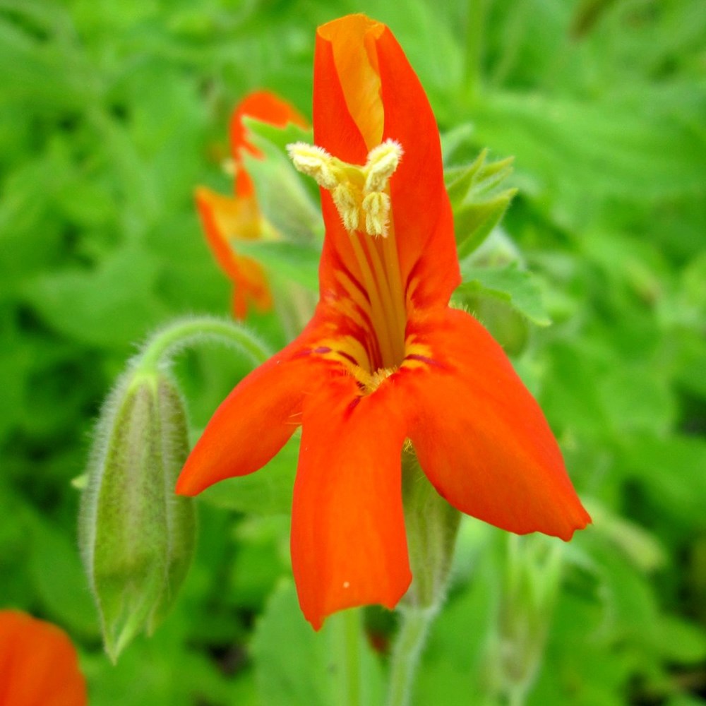<i>Mimulus cardinalis</i> 
