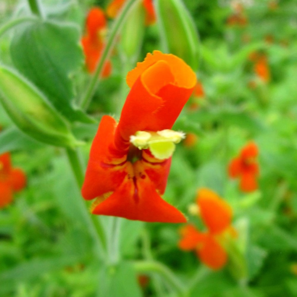 <i>Mimulus cardinalis</i> 