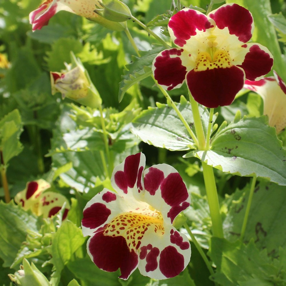 <i>Mimulus luteus</i> 'Queens Prize'