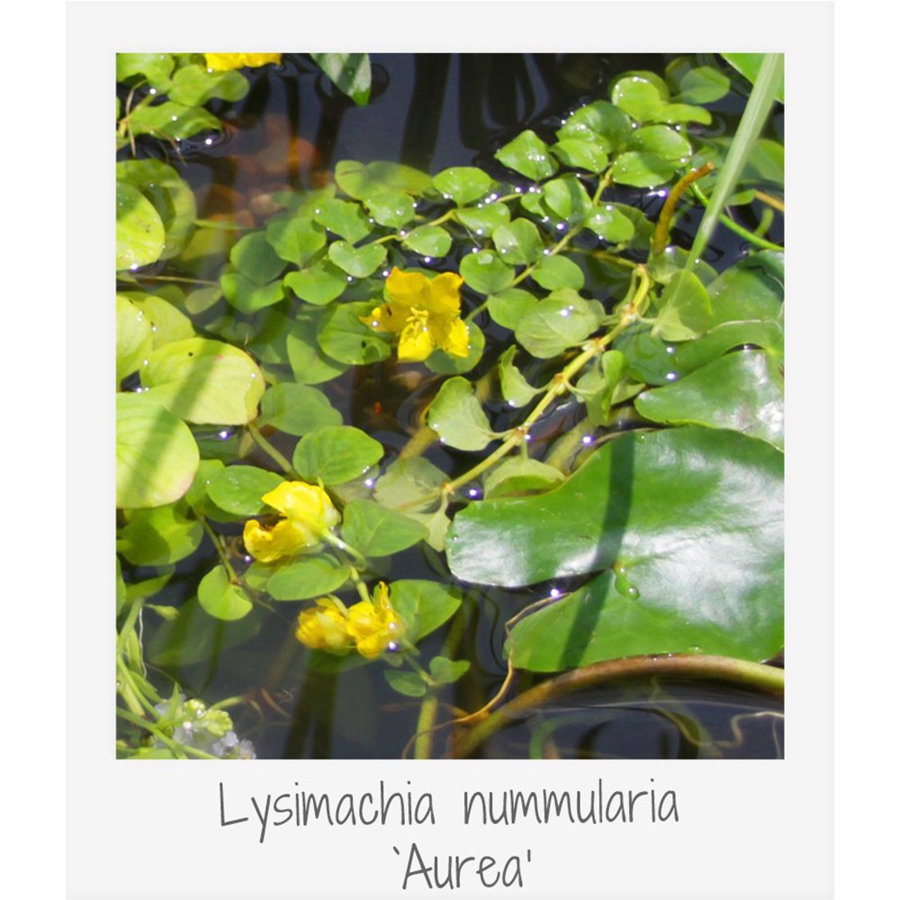 Miniature pond collection with deep water plant