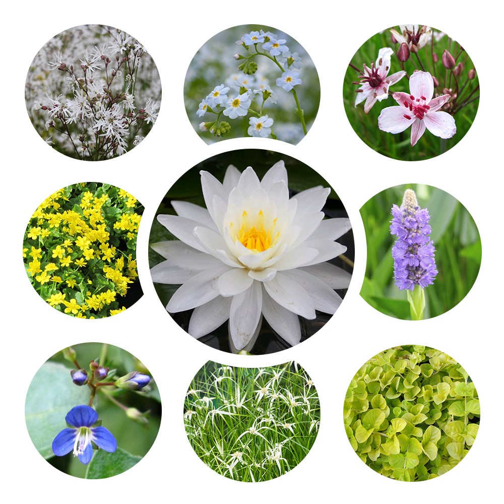 Miniature pond collection with a water lily