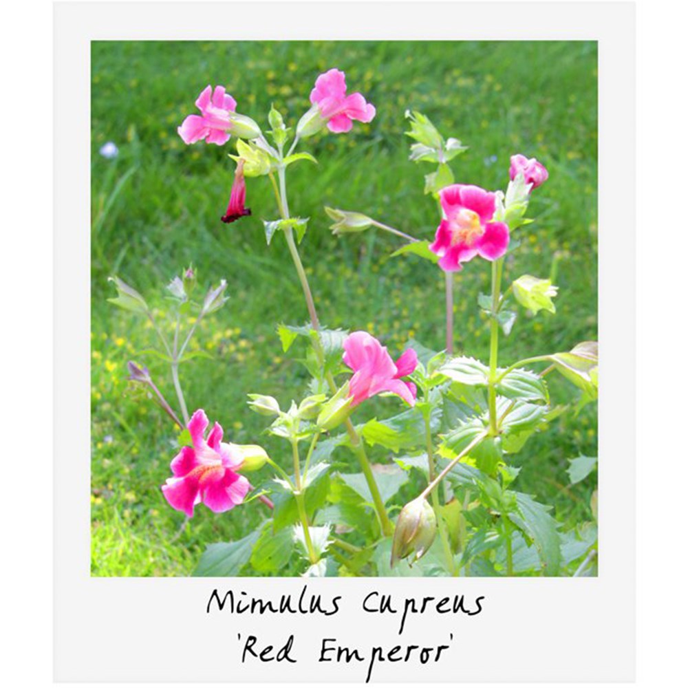Miniature pond collection with a water lily