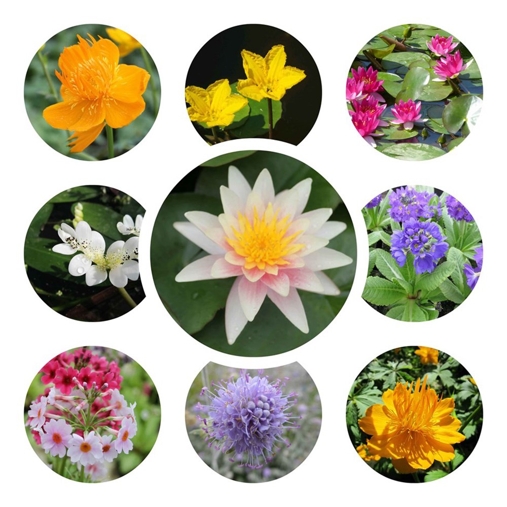 Ornamental colour pond plant collection