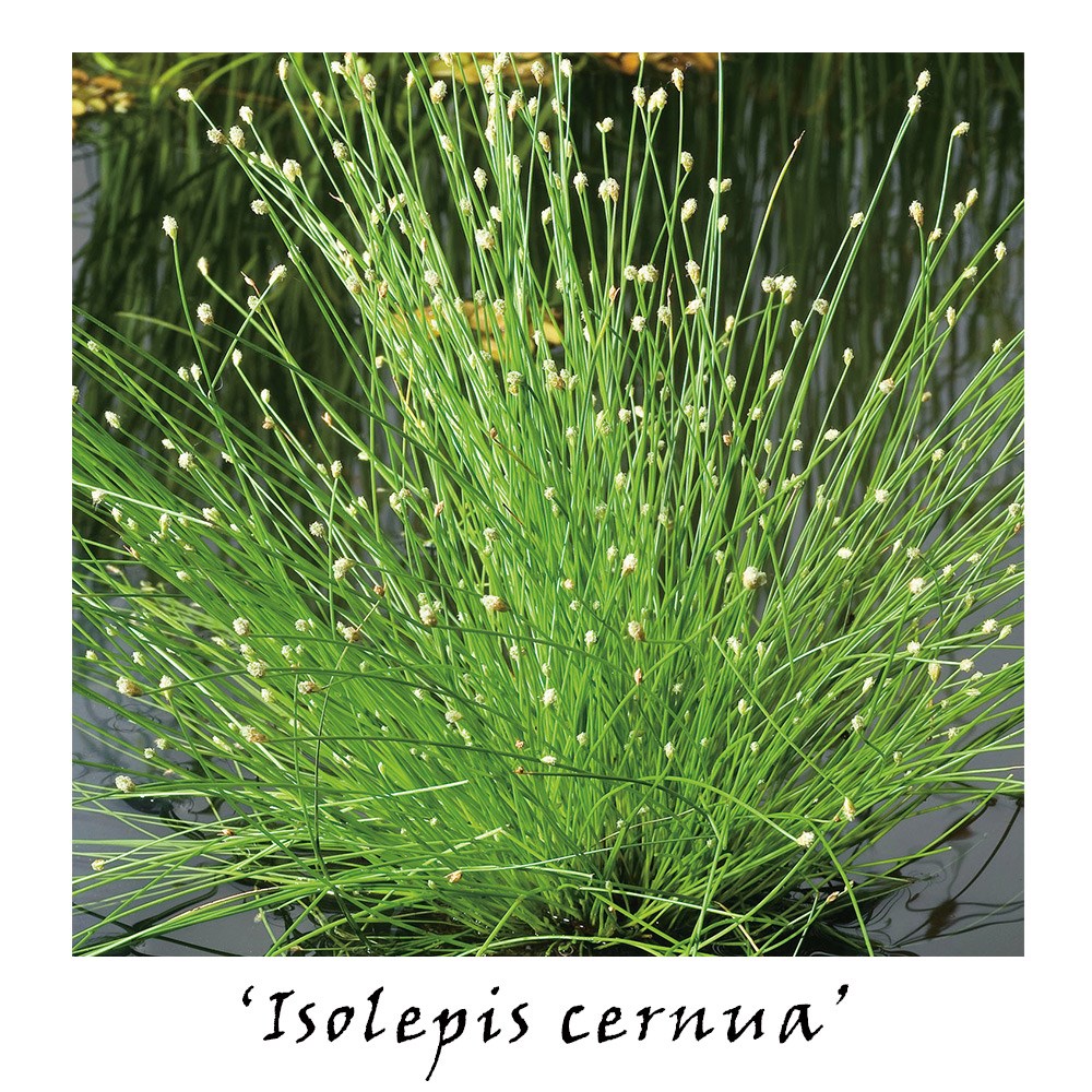 Oxygenating pond plant collection