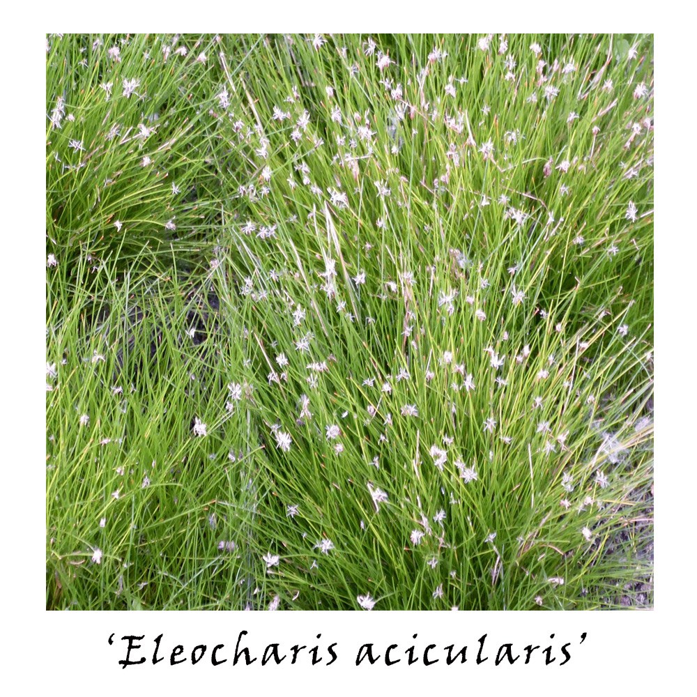 Oxygenating pond plant collection