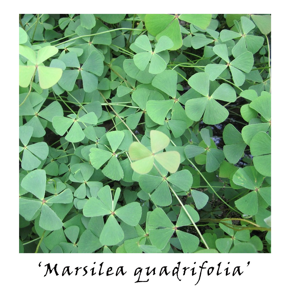 Oxygenating pond plant collection