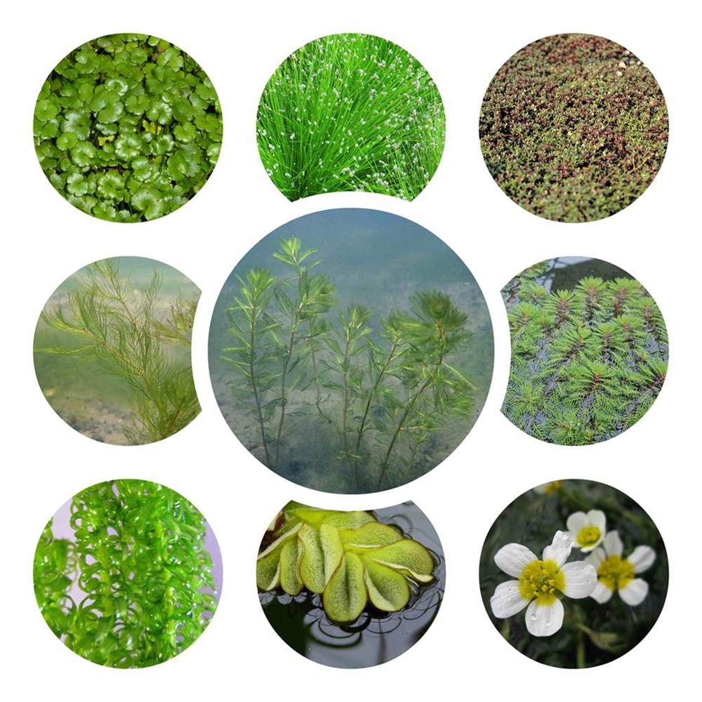 Assorted native oxygenating bunches
