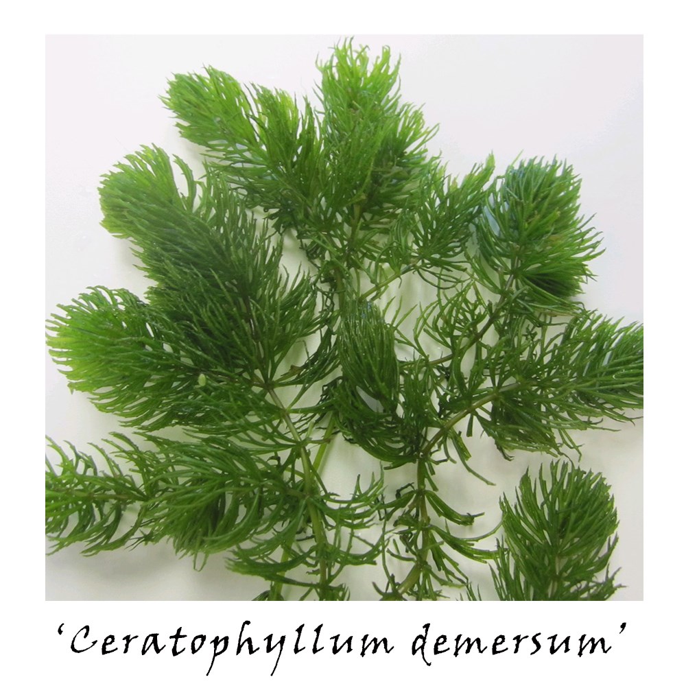 Assorted native oxygenating bunches