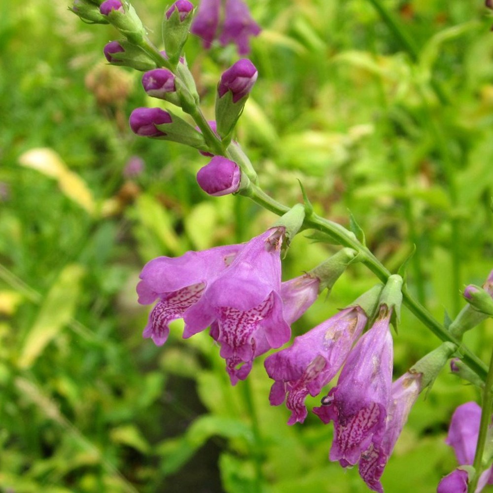 <i>Physostegia virginiana</i> 