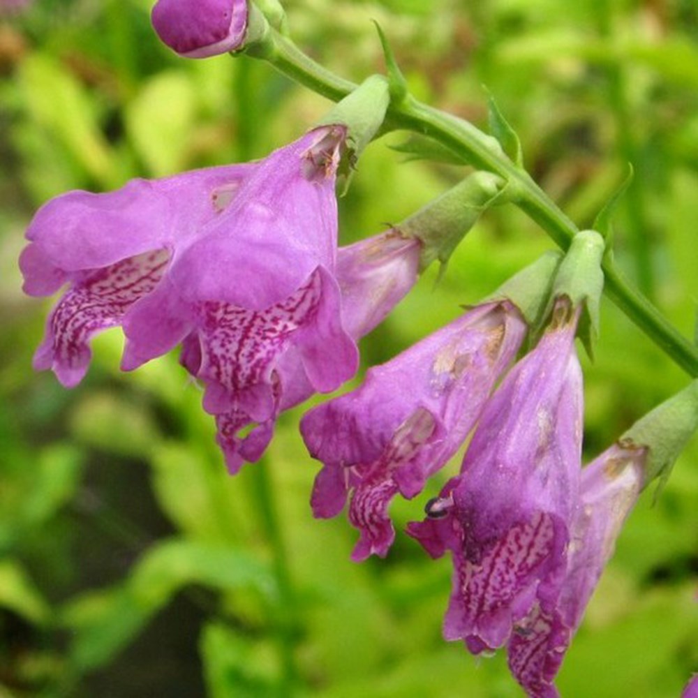 <i>Physostegia virginiana</i> 