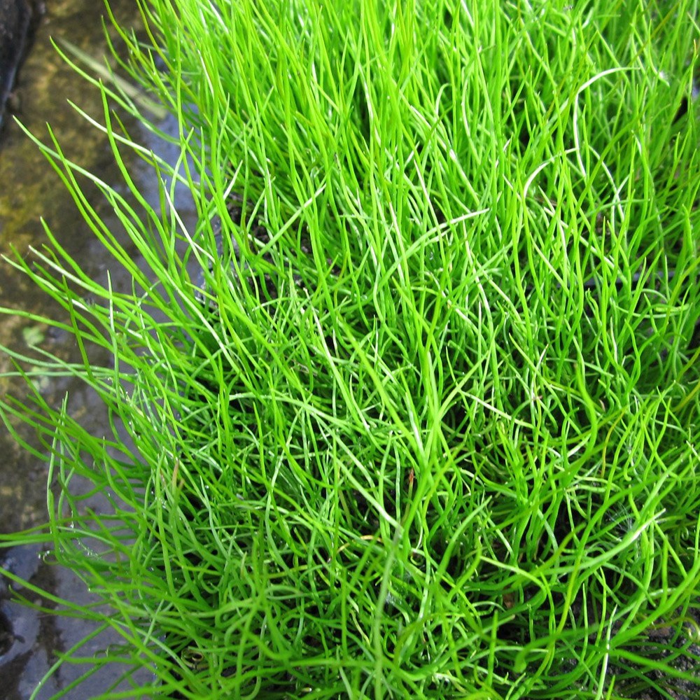 <i>Pilularia globulifera</i> 