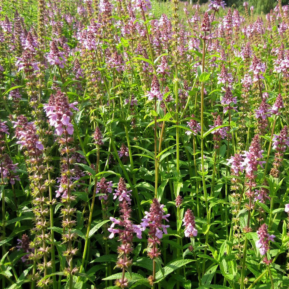 <i>Stachys palustris</i> 