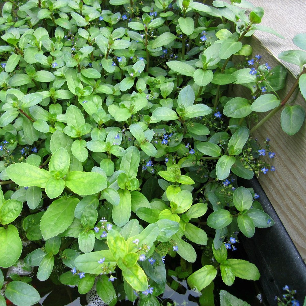 <i>Veronica beccabunga</i> 
