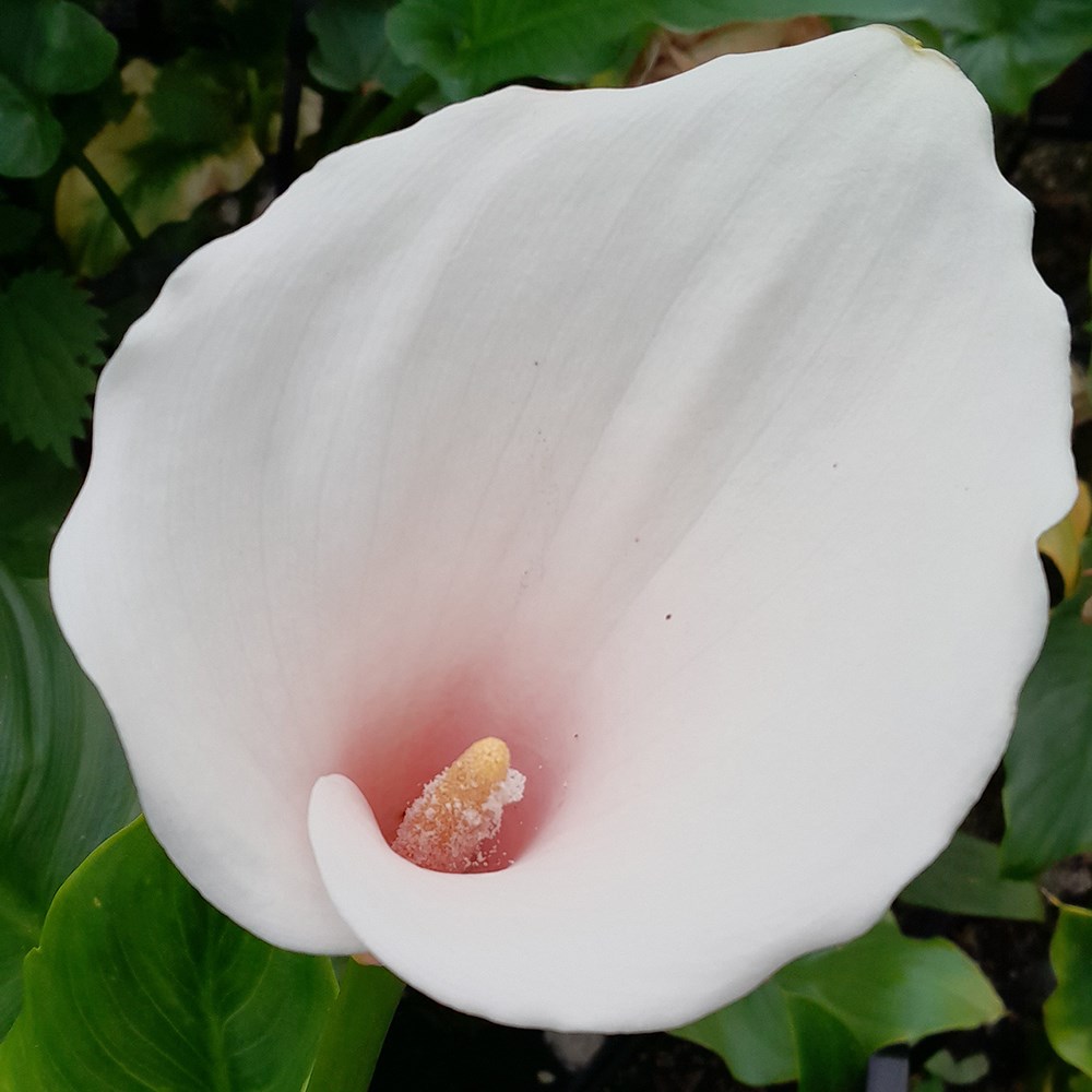 <i>Zantedeschia aethiopica</i> 'Marshmallow'